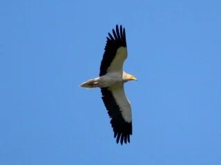 Egyptian_Vulture_Kris_Webb_A.JPG