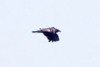 Greater_Spotted_Eagle_Kris_Webb.jpg