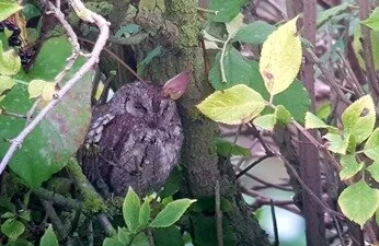 Scops_Owl_Ryhope_Rob_Stonehouse.jpg