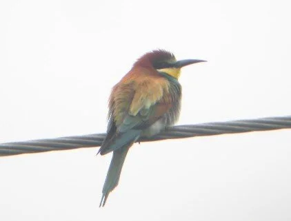 Bee-eater_Glandford_KAN.JPG