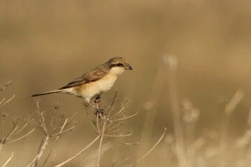 Daurian_Turkestan_Shrike_Rob_Stonehouse.jpg