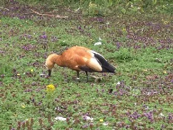 Ruddy_Shelduck_Washington_KAN02.JPG