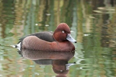 Ferruginous_Duck_Washington_Rob_Stonehouse.jpg