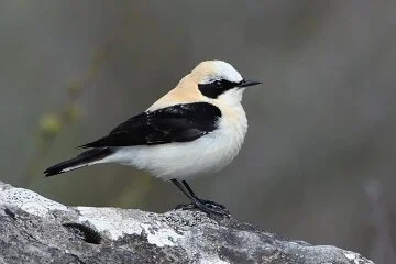 Black_eared_Wheatear_B_Thomas.jpg