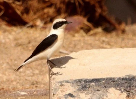 Eastern_Black-eared_Wheatear_Kris_Webb_A.jpg