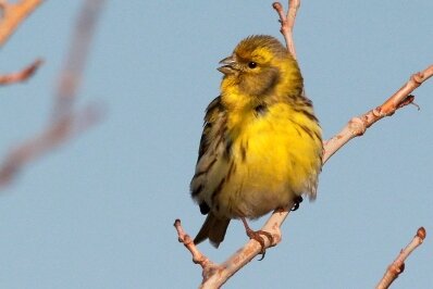 Serin_Kris_Webb.JPG
