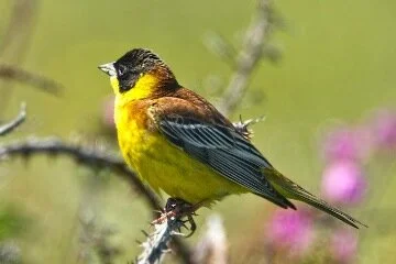 Black-headed_Bunting_B_Thomas.jpg
