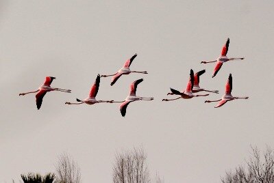 Greater_Flamingo_Kris_Webb.JPG