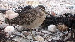 Short-billed_Dowitcher_Kris_Webb.JPG