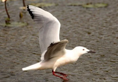 Slender-billed_Gull_Kris_Webb02.jpg
