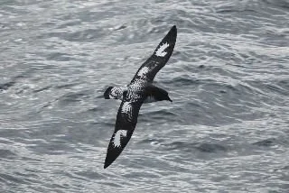 Cape_Petrel_Wiki.jpg