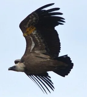 Griffon_Vulture_Kris_Webb.JPG