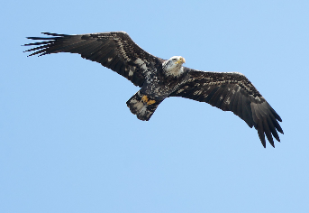 Bald_Eagle_IHL_01.png