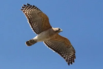 Red-shouldered_Hawk_Kris_Webb.JPG