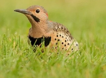 Northern_Flicker_IH_Leach.jpg