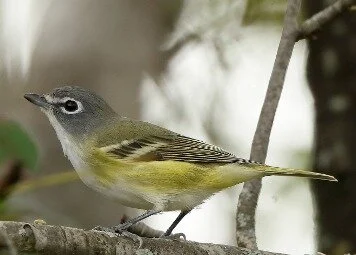 Blue-headed_Vireo_IH_Leach.jpg