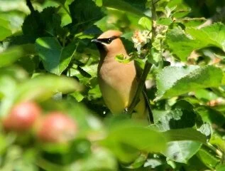 Cedar_Waxwing_Kris_Webb.JPG