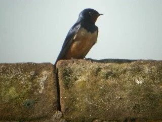 Egyptian_Swallow_Dum_Gal_KAN.JPG