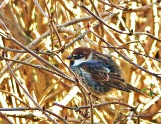 Spanish_Sparrow_Kris_Webb02.JPG