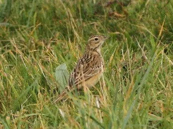 Blyth_s_Pipit_Rob_Stonehouse.jpg