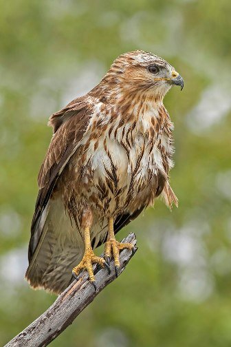 Steppe_Buzzard_Buteo_buteo_vulpinus02.jpg