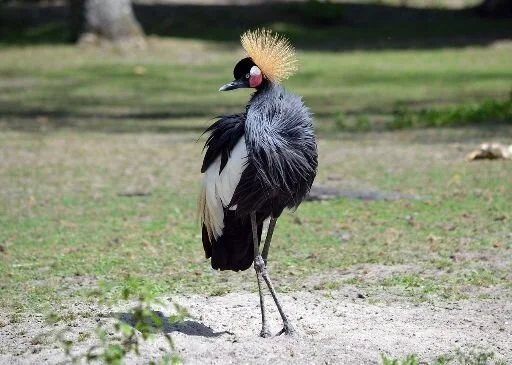 Black-crowned_Crane_Balearica_pavonina_Zoo_Amiens.JPG