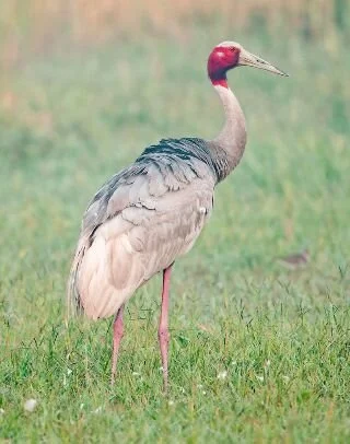 Sarus_Crane_8133095689.jpg