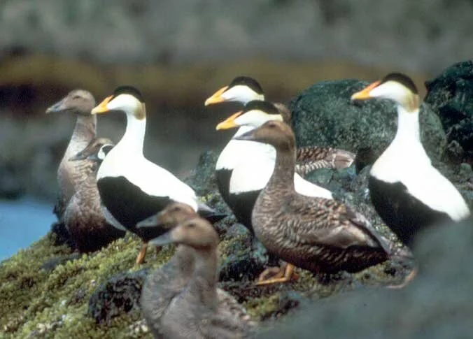 Pacific_Eider_Somateria_mollissima_FWS.jpg