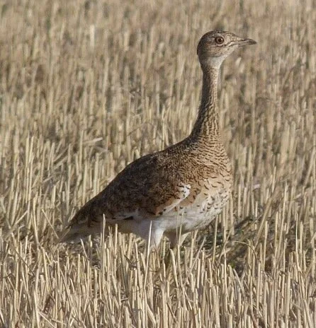 Little_Bustard_Tetrax_tetrax_female.jpg