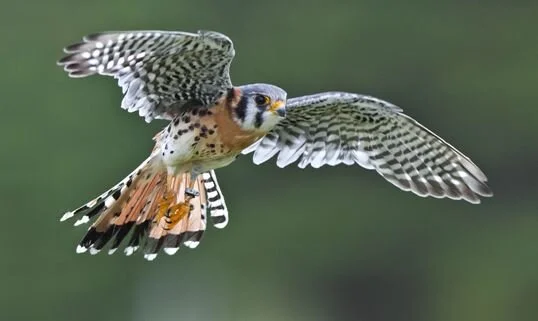 American_Kestrel_Falco_sparverius_Canadian_Raptor_Conservancy_Canada.jpg