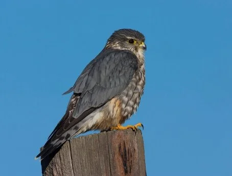 Merlin_Falco_columbarius_richardsonii_2276417896.jpg