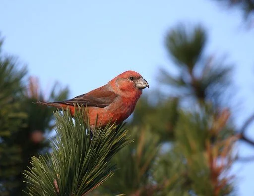 Parrot_Crossbill_Furukorsnebb_Hann.jpg