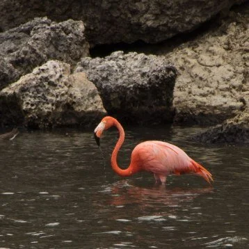 American_Caribbean_Pink_Flamingo_Phoenicopterus_ruber_11452223676.jpg
