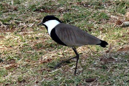 Spur-winged_Plover_Hoplopterus_spinosus.JPG