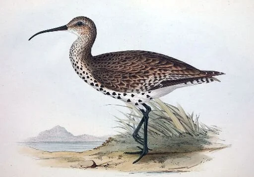 Slender-billed_Curlew_Numenius_tenuirostris.jpg