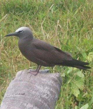 Brown_Noddy_Anous_stolidus.jpg