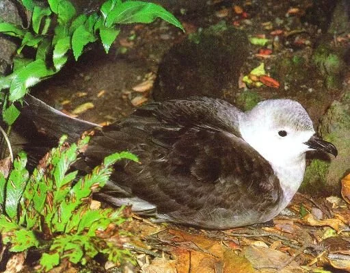 Kermadec_Petrel_Pterodroma_neglecta.jpg