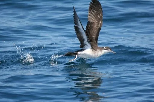 Audobon_s_Shearwater_Puffinus_iherminieri.jpg