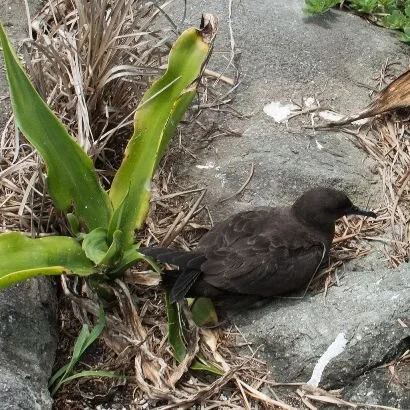 Bulwer_s_Petrel_Bulweria_bulwerii.jpg