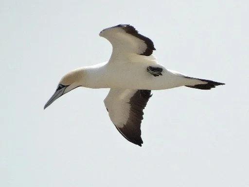 Cape_Gannet_Morus_capensis.JPG