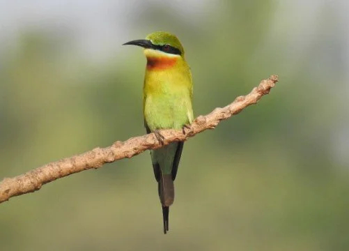 Blue-tailed_Bee-eater_Merops_philippinus.jpg