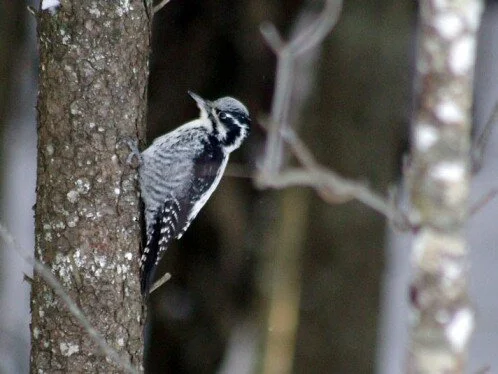 Three-toed_Woodpecker_Picoides_tridactylus.jpg