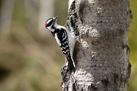Downy_Woodpecker_Dryobates_pubescens.jpg
