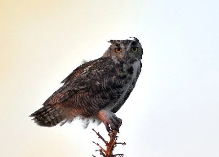 Great_Horned_Owl_Bubo_virginianus.jpg