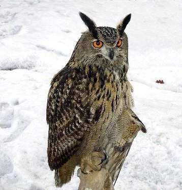 Eagle_Owl_Bubo_bubo.jpg