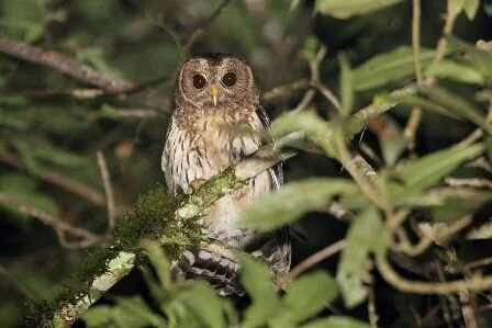 Mottled_Owl_Strix_virgata.jpg