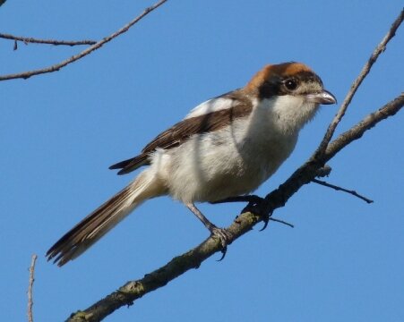 Balearic_Woodchat_Shrike_Lanius_senator_badius.JPG