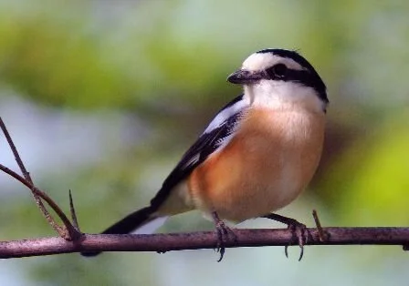 Masked_Shrike_Lanius_nubicus.jpg