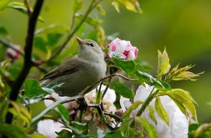 Eastern_Olivaceous_Warbler_Iduna_pallida.jpg
