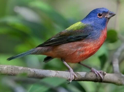 Painted_Bunting_Passerina_ciris.jpg